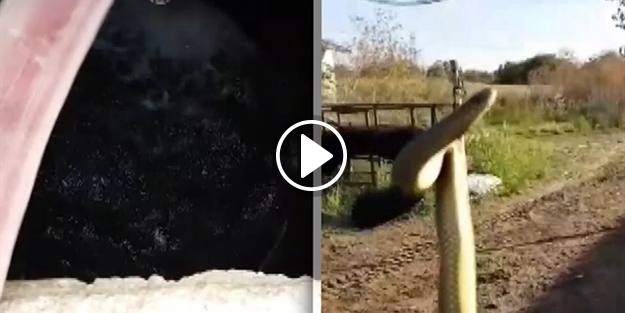 Yılanları çıkarmak için kuyuya 21 ton su bastılar