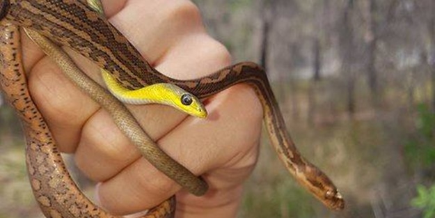 Yılanları elleriyle avlıyor