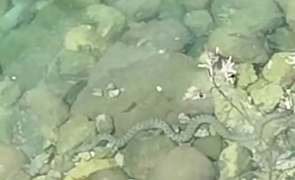 Yılanların balık avı böyle kaydedildi