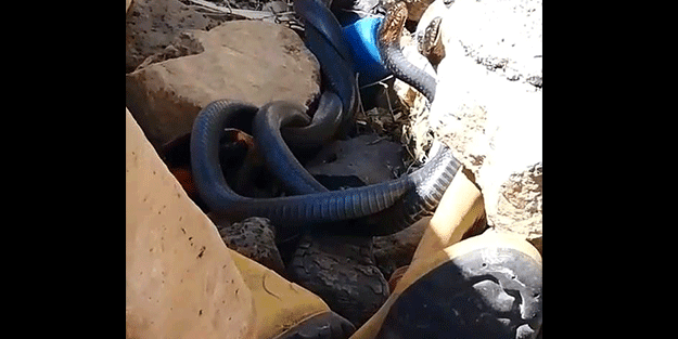 Yer Diyarbakır: Korku dolu anlar kamerada! Yılanları çekerken bir anda....
