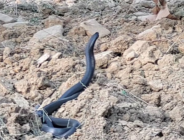 Yılanların dansı şaşırttı!