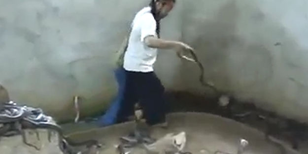 Yılanlarla iç içe