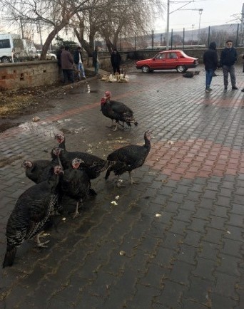 Yılbaşı hindileri pazarda yerini aldı 