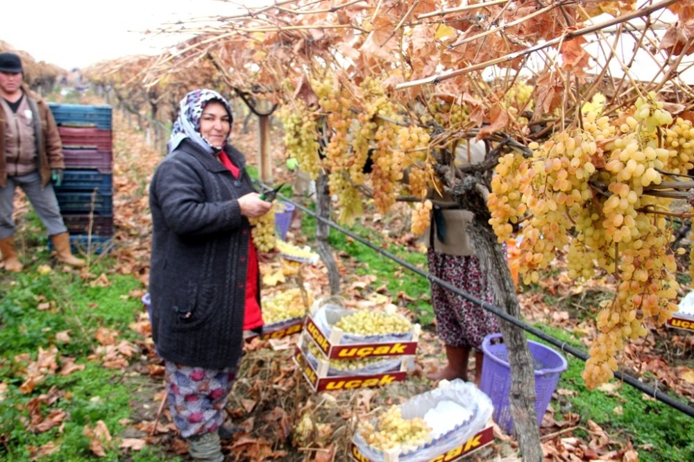 Yılbaşı üzümleri dalından sofralara ulaştırılacak 