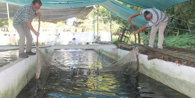 Yılda 150 ton balık üretiyor! Hem de bakın nerede