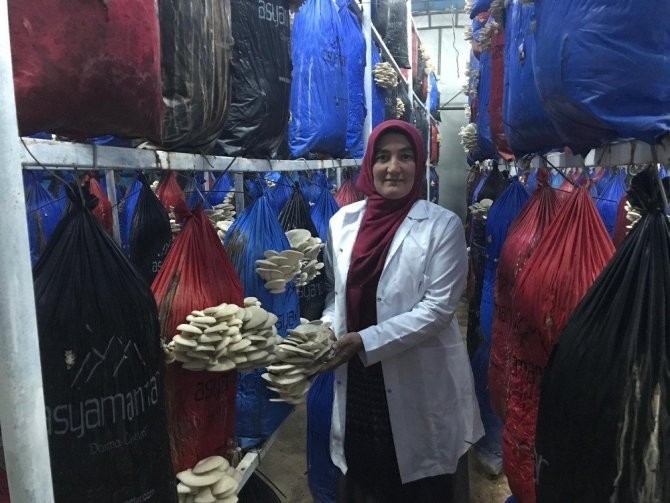 Yılda 3 ton mantar üretiyor 