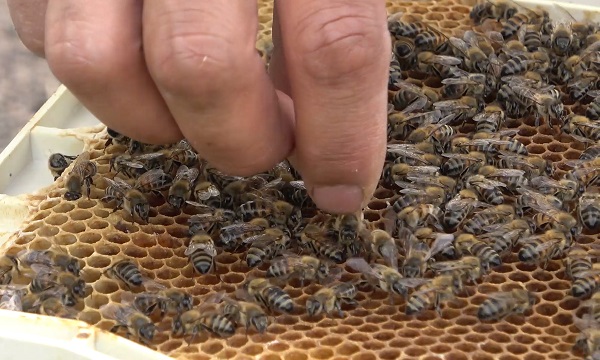 Yılda 5 bin tane üretiyor! Tanesini 300 liraya satıyor