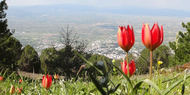 Yılda bir kez 10 gün boyunca açıyor! Koparmanın cezası 244 bin 315 lira