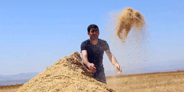 Yılda sadece 3 bin lira kazanan tarlada denedi… Tek seferde 400 bin lira kazandı