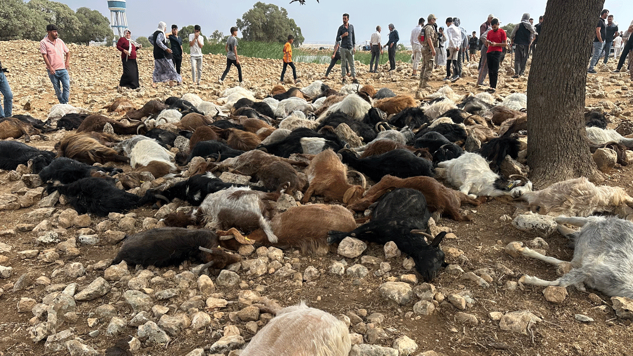 Yıldırım çarpan 95 küçükbaş hayvan telef oldu