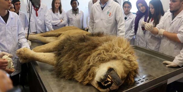 Yıldırım çarpmasıyla ölen aslan kadavra oldu