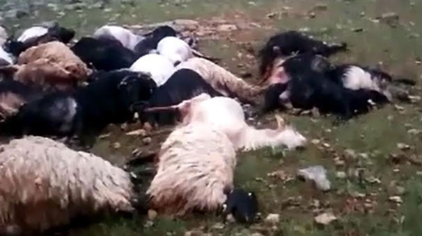 Yıldırım çobanı yaraladı, 64 koyunu tele
