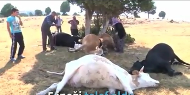 Yıldırım düşmesi sonucu hayvanları telef olan yaşlı çifte Kütahya Valiliği ulaştı