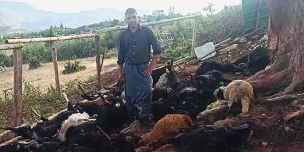 Yıldırım düşmesi sonucu onlarca hayvan telef oldu