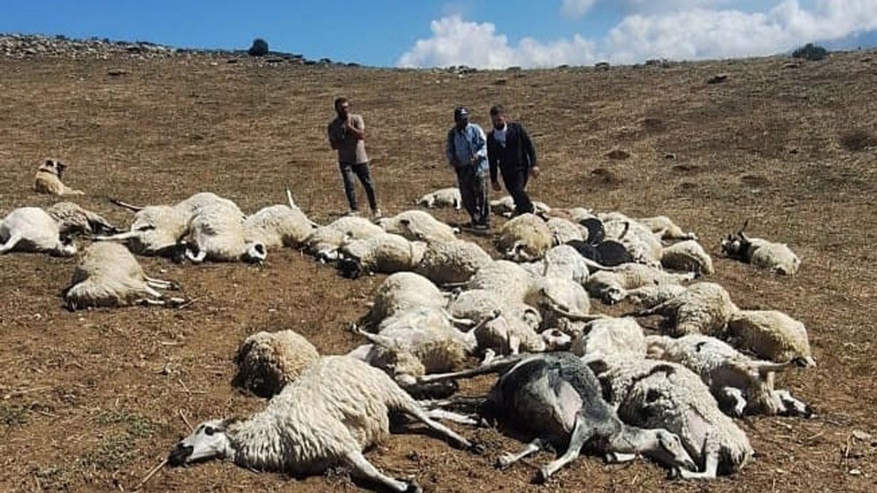 Yıldırım düştü 58 koyun telef oldu