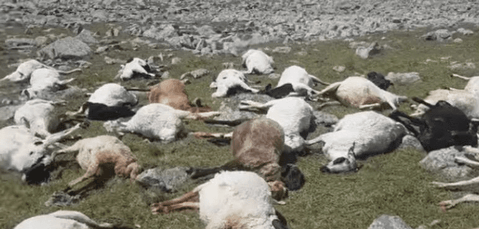 Yıldırım düştü ve 500 koyun telef oldu!