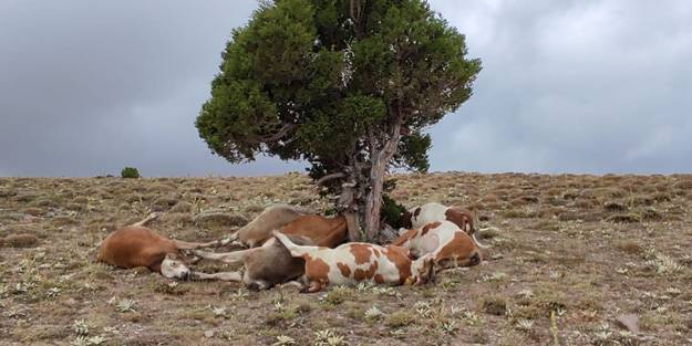 Yıldırım isabet eden 9 büyükbaş hayvan telef oldu!