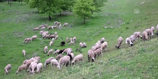 Yıldırım isabet eden çobandan acı haber
