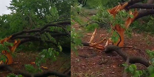 Yıldırımın düştüğü ağaç ikiye ayrıldı!