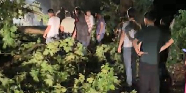 Yıldırımın ikiye ayırdığı ağaç yolu trafiğe kapattı