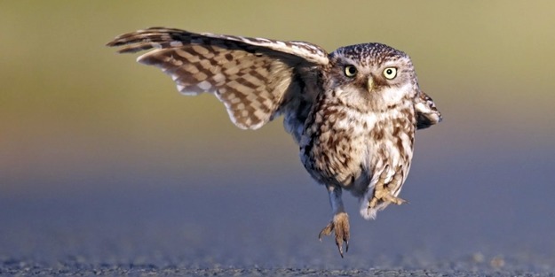 Yılın en komik vahşi yaşam fotoğrafları