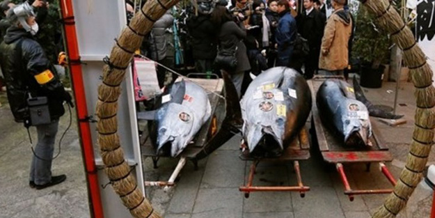 Yılın ilk orkinosu 320 bin dolara alıcı buldu