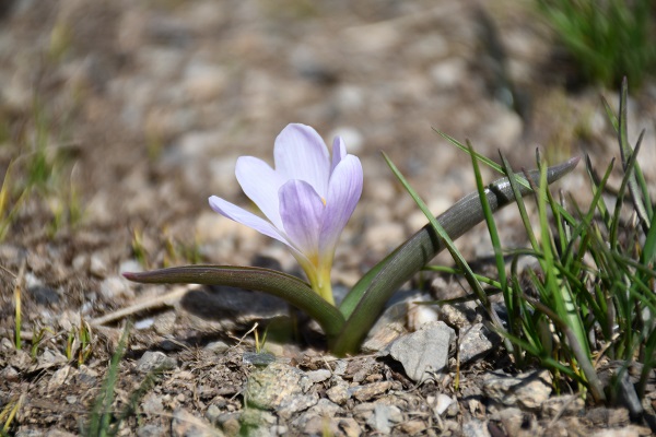 Yılın son kardelenlerinden şölen