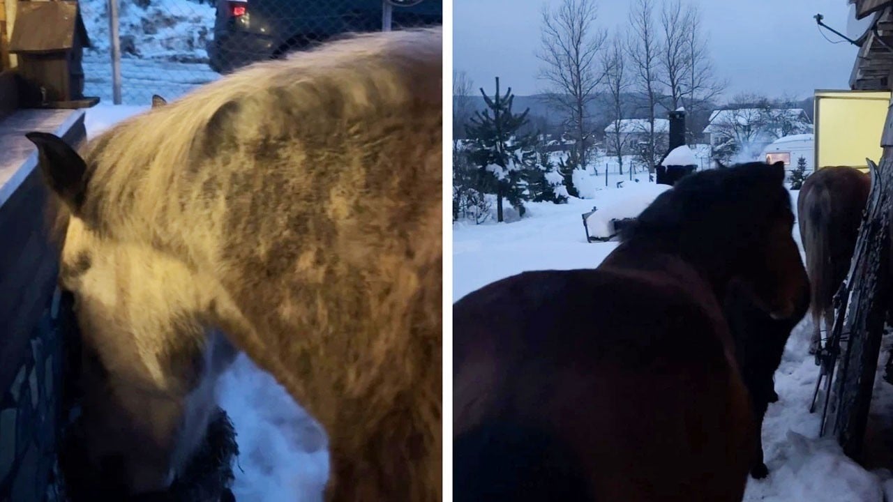 Yılkı atları kapısına dayanıp yiyecek istedi