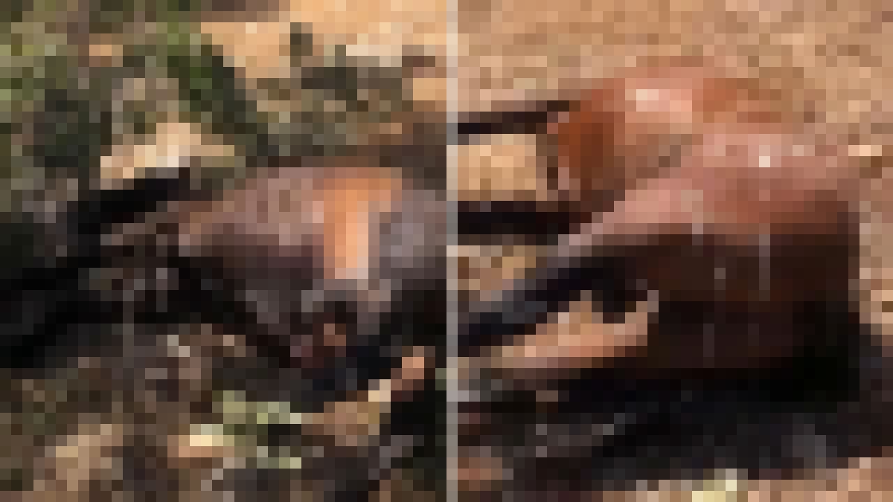 Yılkı atları katledildi!