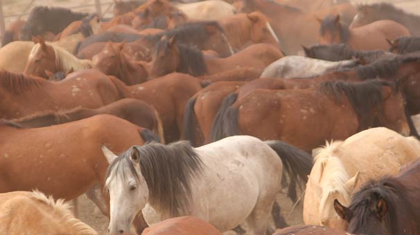 Yılkı atları ücretsiz dağıtılıyor