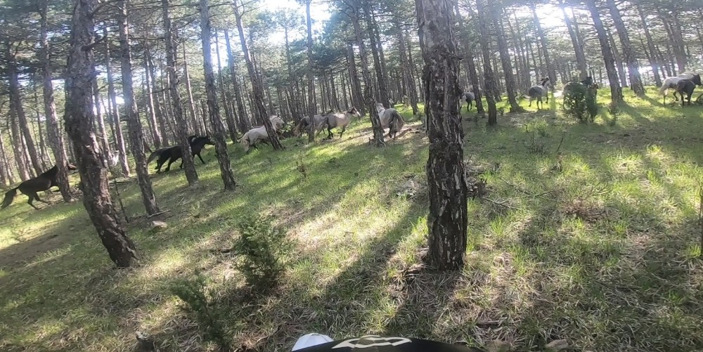 Yılkı atlarını motokrosçular kask kamerasıyla görüntüledi 