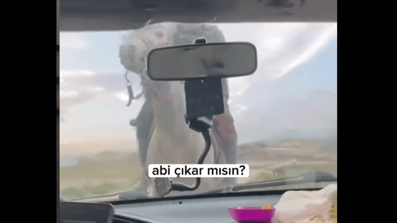 Yılkı atlarıyla ziyaretçilere saldırdılar! Kayseri'de ilginç olay kameralara alındı