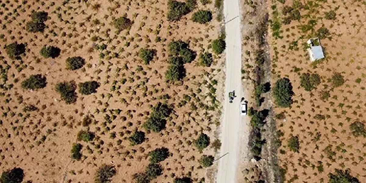 Yıllar önce bir ziraat mühendisi aşıladı! Şimdi bölgedekileri ihya etti! Paraya para demiyorlar