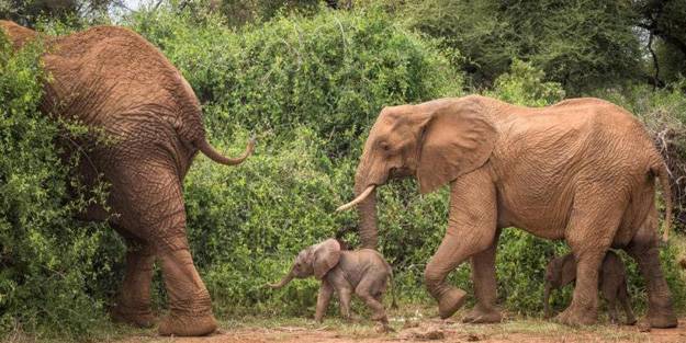 Yıllar sonra ilk kez oldu! Tur rehberleri fark etti
