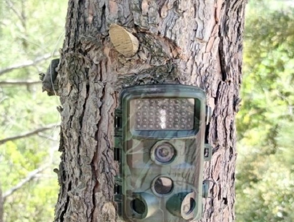 Yıllar sonra o canlı görüntülendi!