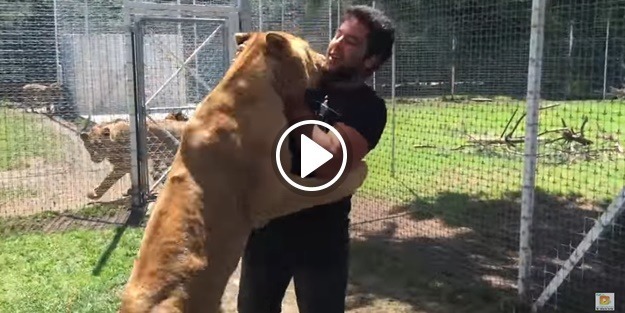 Yıllar sonra sahibini gören aslandan inanılmaz tepki!