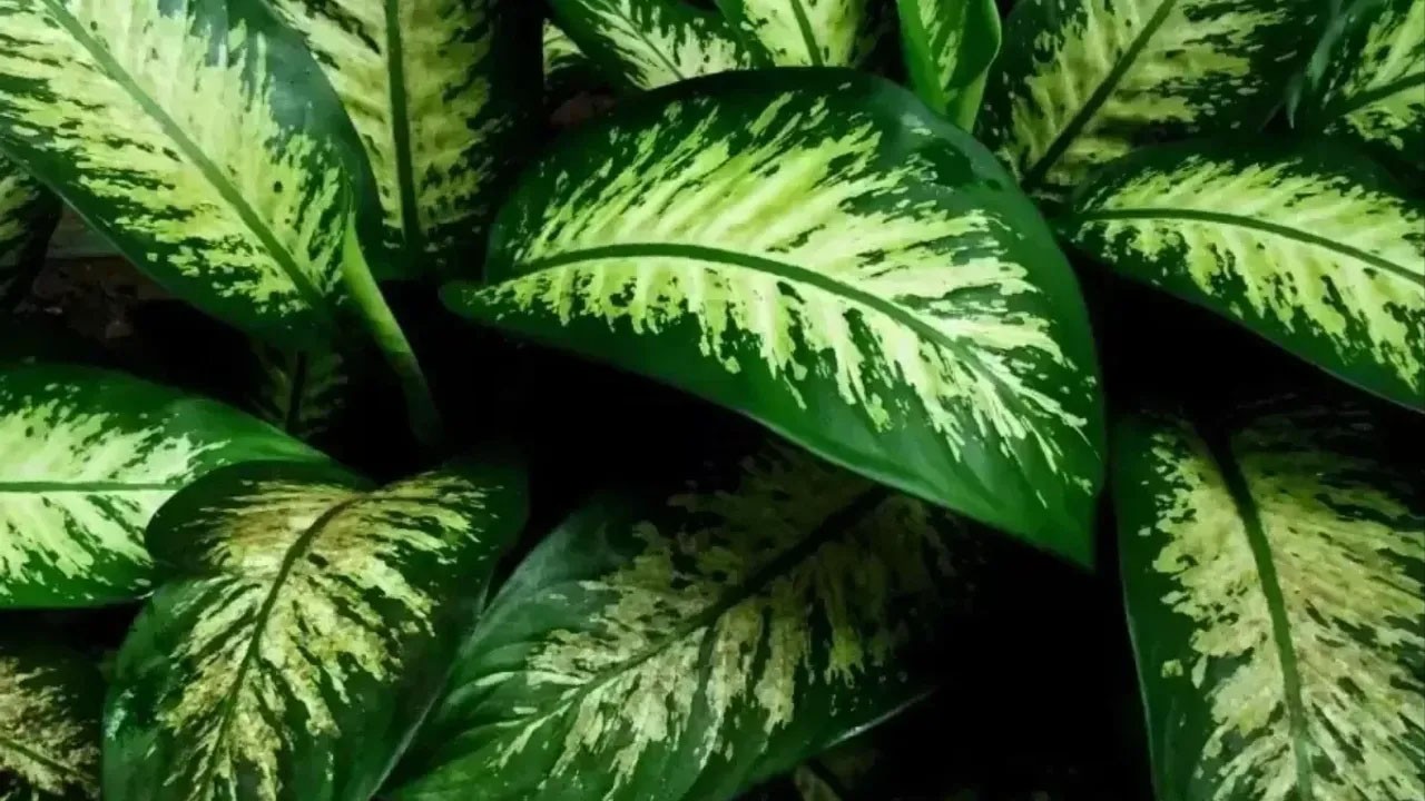 Yıllardır evleri süsleyen çiçek meğer zehir saçıyormuş! Buna dikkat! Kimse bunu bilmiyor!