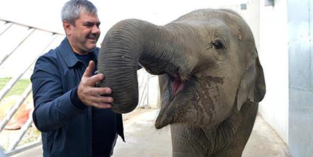 Özdil'in çırpınışı: AK Parti alamaz çünkü...
