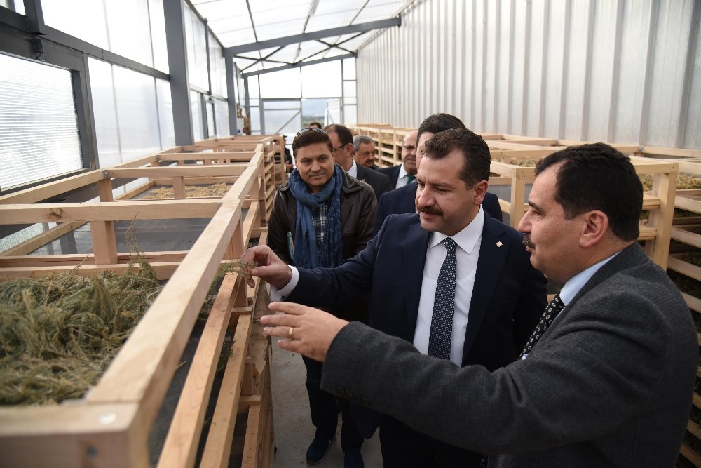 Yılmaz, 