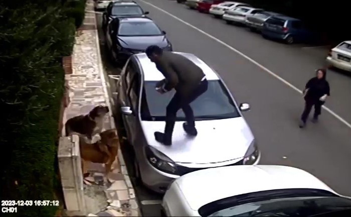 Yine başıboş köpek dehşeti! Arabanın üzerine çıkarak kurtuldular
