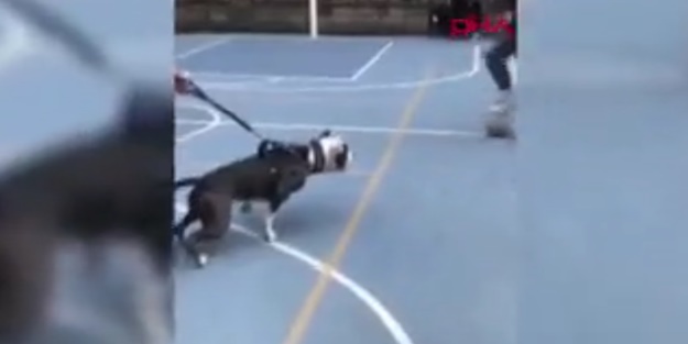 Yine bir pitbull vakası! Basketbol sahasındaki çocuklar dehşeti yaşadı