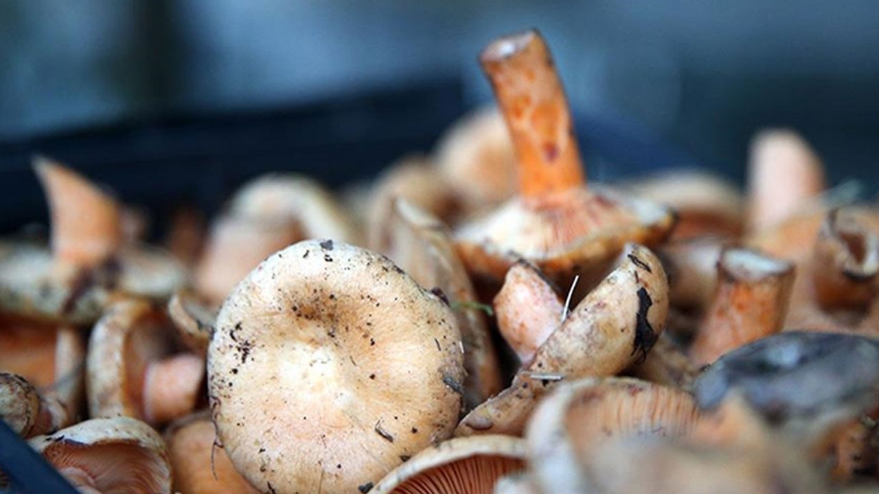 Yine mantar yine kabus! Uyarılara yine kulak verilmedi