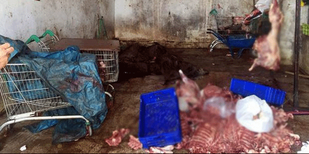 Yine o il yine domuz eti, üstelik okullara dağıtmışlar!