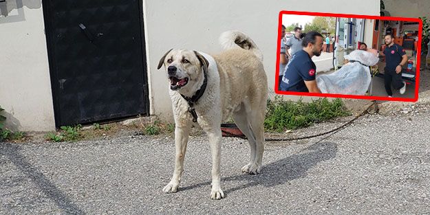 Yine sokak köpeği dehşeti!