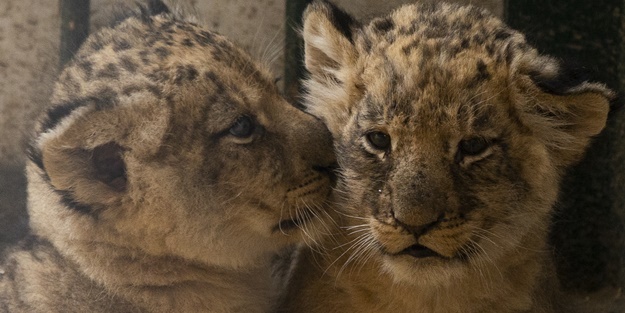 Yırtıcı hayvan parkında 3 aslan yavrusu dünyaya geldi