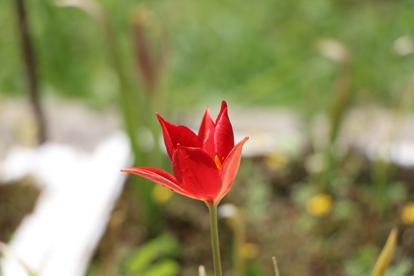 'Yitik lale' 127 yıl sonra açtı