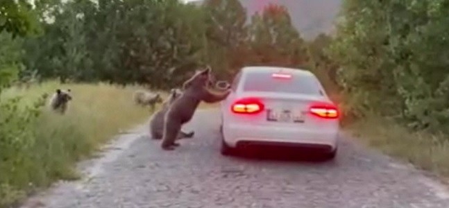 Yiyecek arama yöntemleri ilginç! Nemrut'ta ayılar araçların yolunu böyle kesti