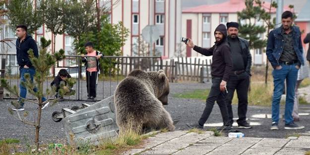 Yiyecek arayan ayı, ilçeye indi