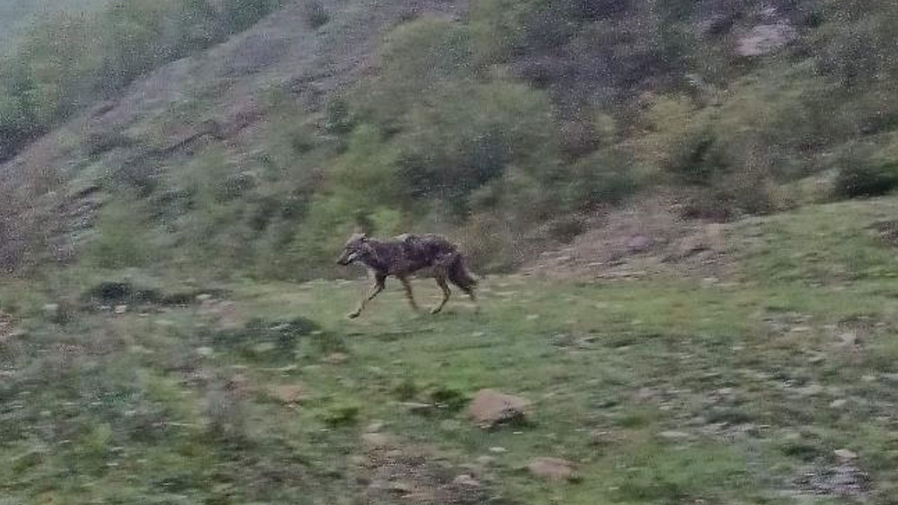 Yiyecek arayan çakal yerleşim yerine indi