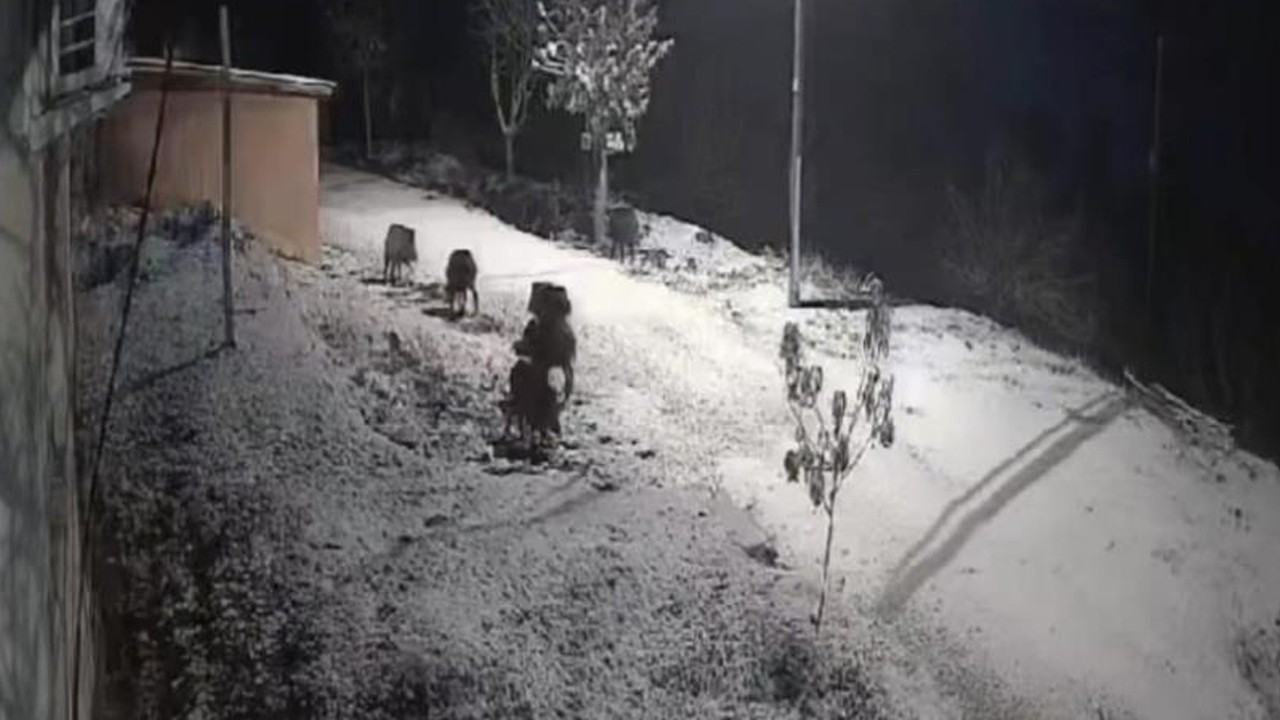 Yiyecek arayan domuz sürüsü köye indi